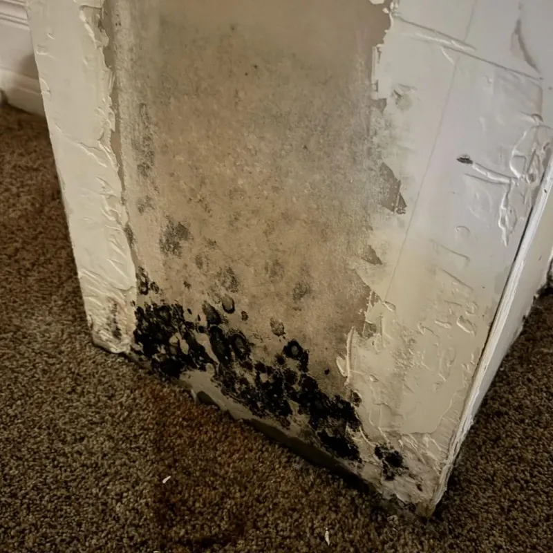 Professional Mold Removal in Emmons County, ND